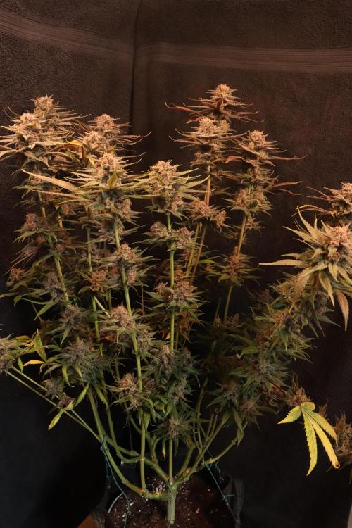 Dessert Grow - Tropicana Cookies FF. Week 15