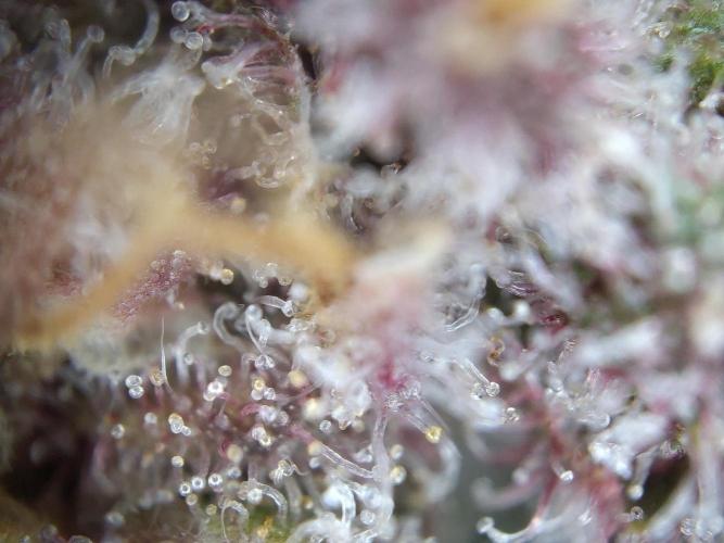 Dessert Grow - Tropicana Cookies FF. Week 15