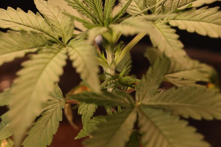 Dessert Grow #2 - Gorilla Cookies FF. Week 4 - D27