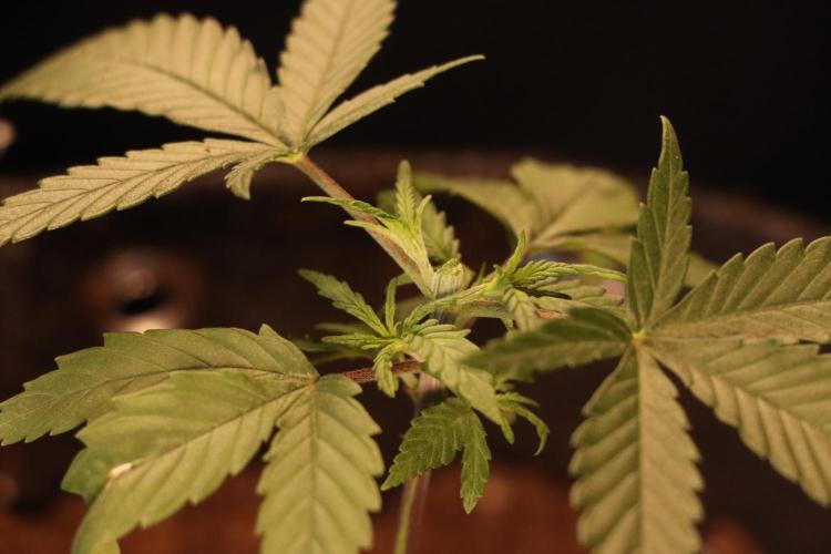 Dessert Grow #2 - Gorilla Cookies FF. Week 4 - D27