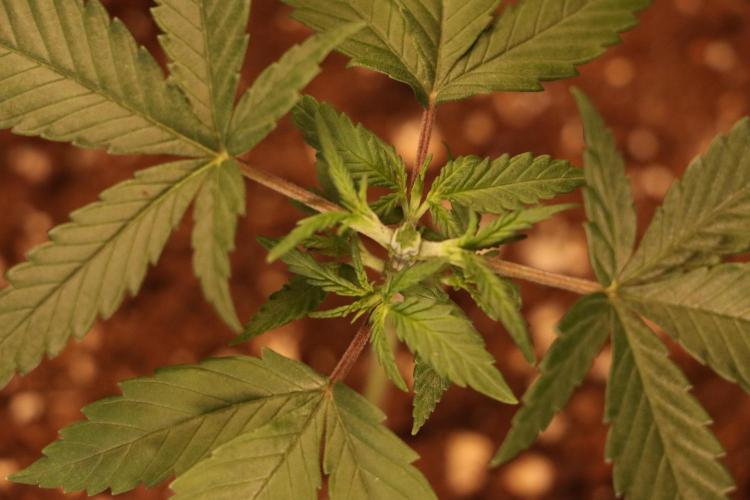 Dessert Grow #2 - Gorilla Cookies FF. Week 4 - D27