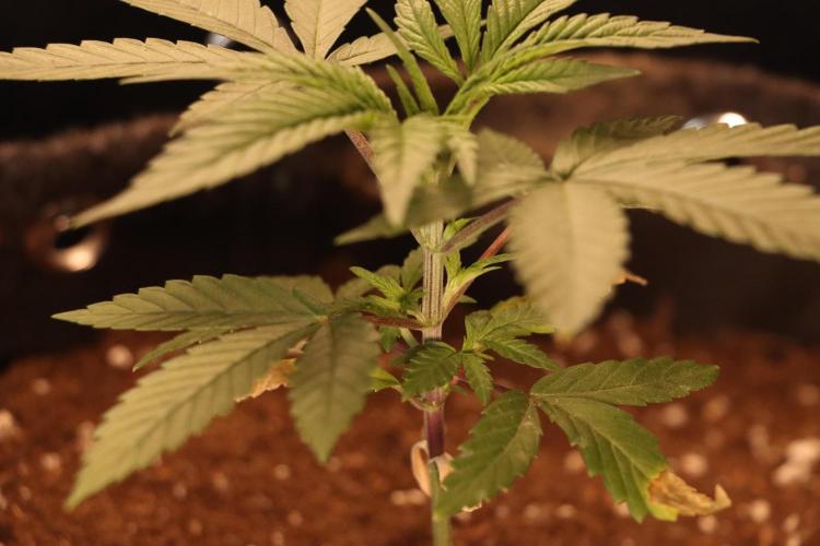 Dessert Grow#2 - Purple Lemonade FF. Week 4 - D27