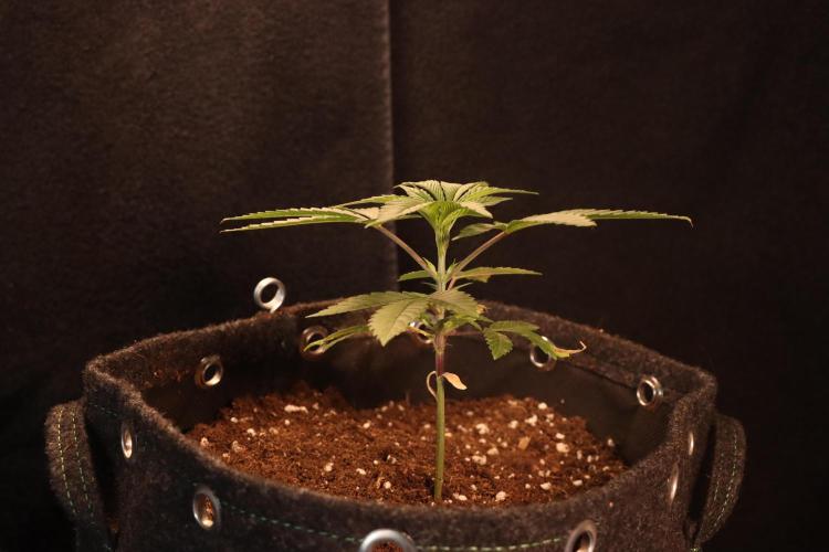 Dessert Grow#2 - Purple Lemonade FF. Week 4 - D27