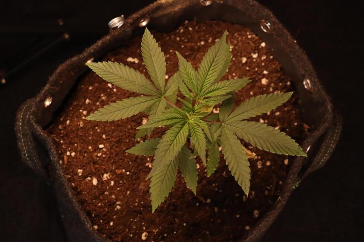 Dessert Grow#2 - Purple Lemonade FF. Week 4 - D27