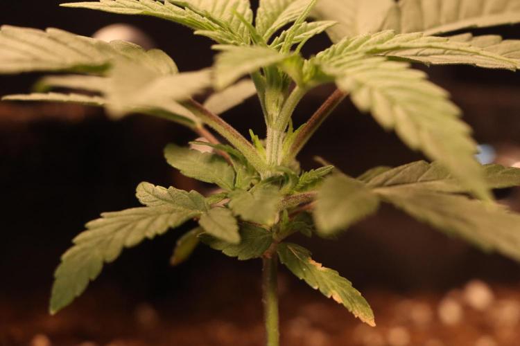 Dessert Grow#2 - Wedding Cheesecake FF. Week 4 - D27