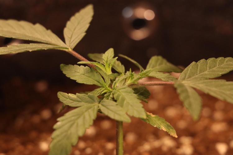 Dessert Grow#2 - Wedding Cheesecake FF. Week 4 - D27