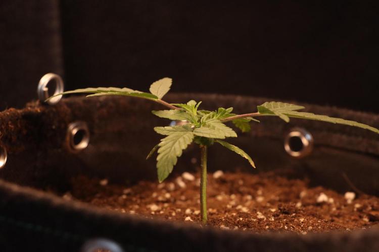 Dessert Grow#2 - Wedding Cheesecake FF. Week 4 - D27