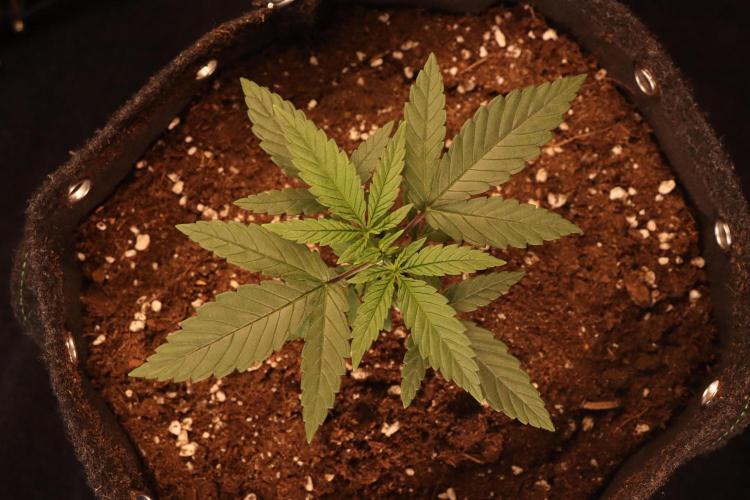 Dessert Grow#2 - Wedding Cheesecake FF. Week 4 - D27