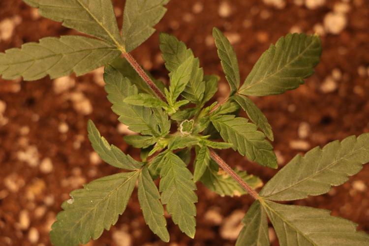 Dessert Grow#2 - Wedding Cheesecake FF. Week 4 - D27