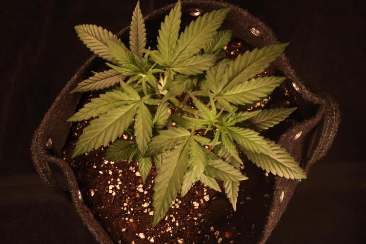 Dessert Grow #2 - Gorilla Cookies FF. Week 5 - D33