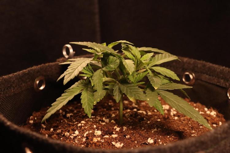 Dessert Grow#2 - Wedding Cheesecake FF. Week 5 - D33