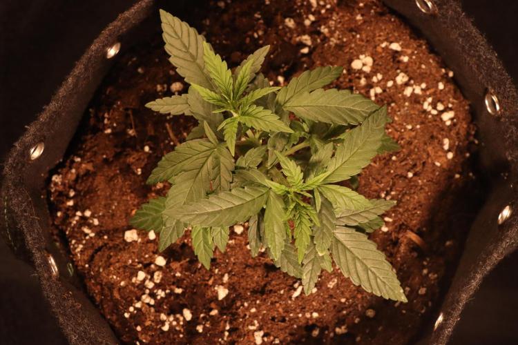 Dessert Grow#2 - Wedding Cheesecake FF. Week 5 - D33