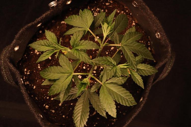 Dessert Grow#2 - Purple Lemonade FF. Week 5 - D33