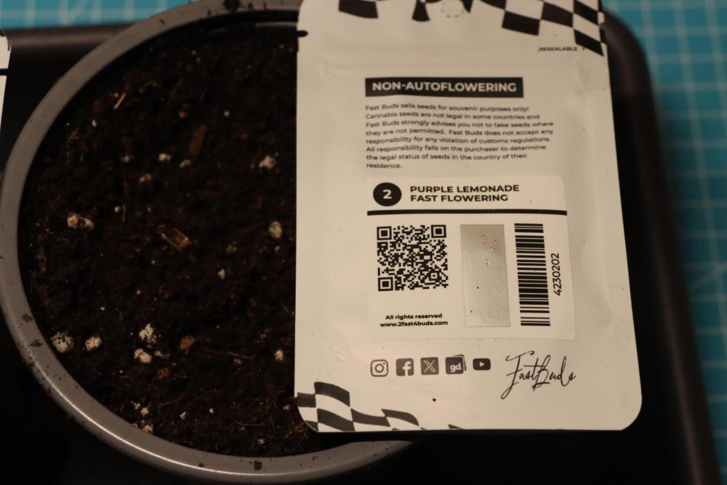 Dessert Grow#2 - Purple Lemonade FF. Week 2 - didn't take pictures in this week