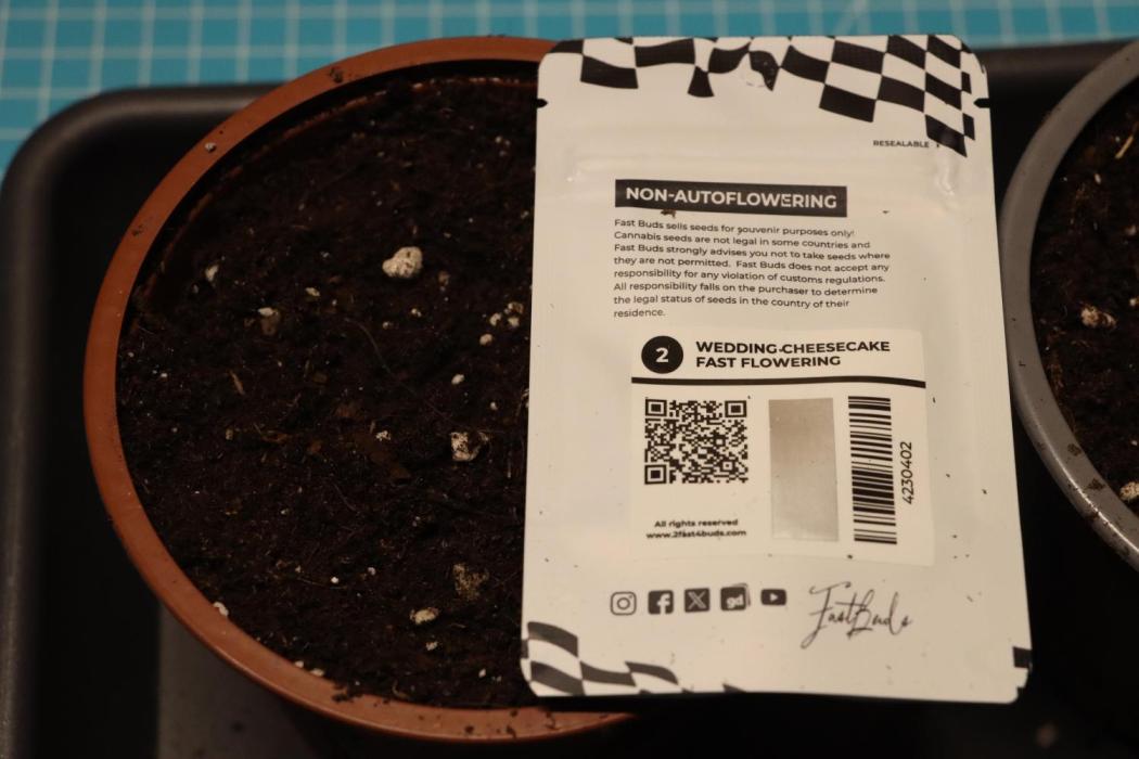 Dessert Grow#2 - Wedding Cheesecake FF. Week 1 - didn't take pictures in this week