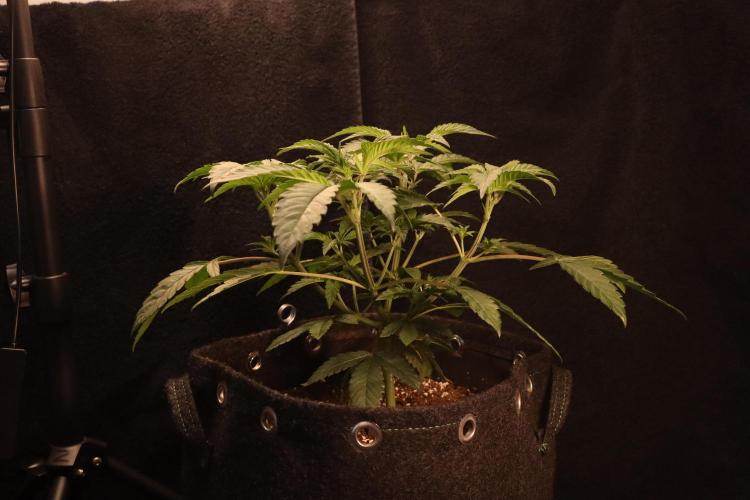 Dessert Grow#2 - Purple Lemonade FF. Week 6 - D39
