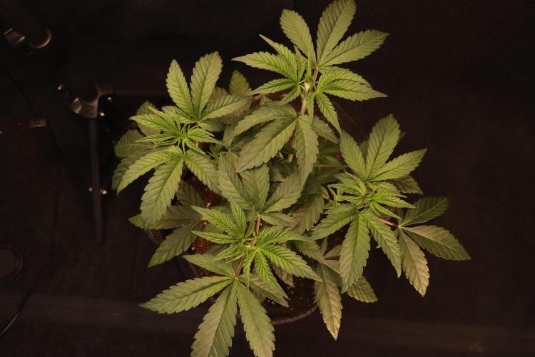 Dessert Grow#2 - Purple Lemonade FF. Week 6 - D39