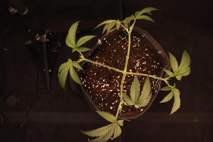 Dessert Grow#2 - Purple Lemonade FF. Week 6 - D39