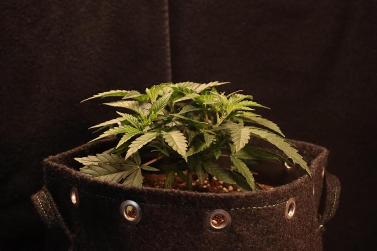 Dessert Grow#2 - Wedding Cheesecake FF. Week 6 - D39