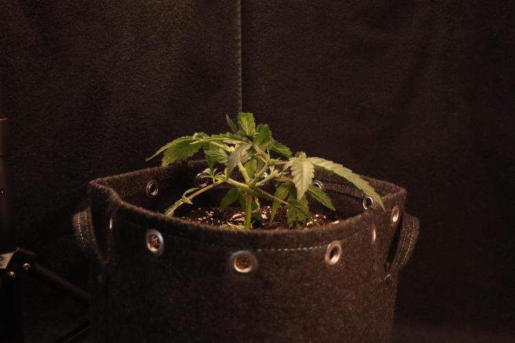 Dessert Grow#2 - Wedding Cheesecake FF. Week 6 - D39