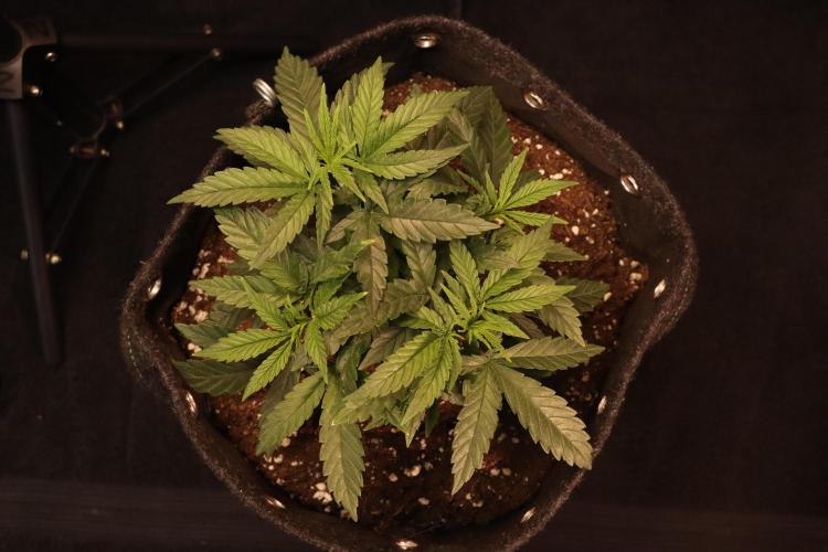 Dessert Grow#2 - Wedding Cheesecake FF. Week 6 - D39