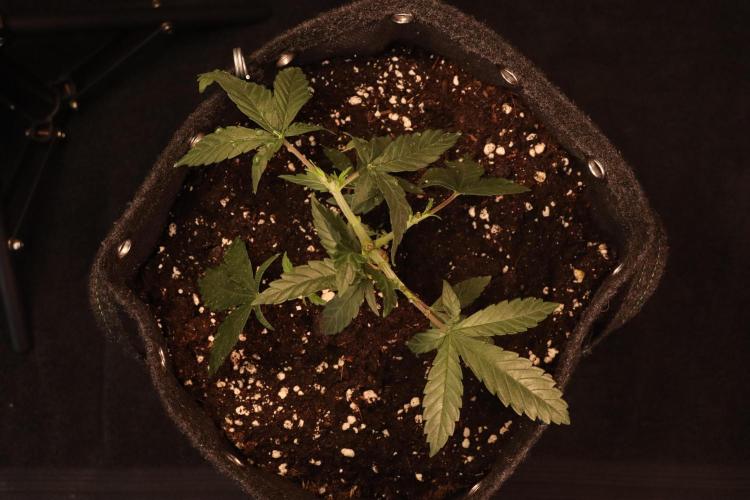 Dessert Grow#2 - Wedding Cheesecake FF. Week 6 - D39