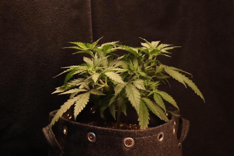 Dessert Grow #2 - Gorilla Cookies FF. Week 6 - D39