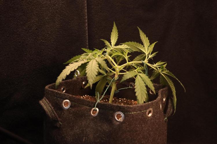 Dessert Grow #2 - Gorilla Cookies FF. Week 6 - D39