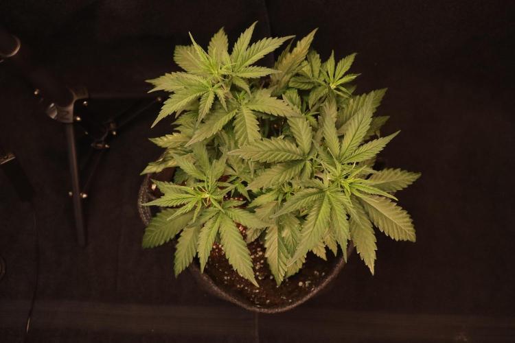 Dessert Grow #2 - Gorilla Cookies FF. Week 6 - D39