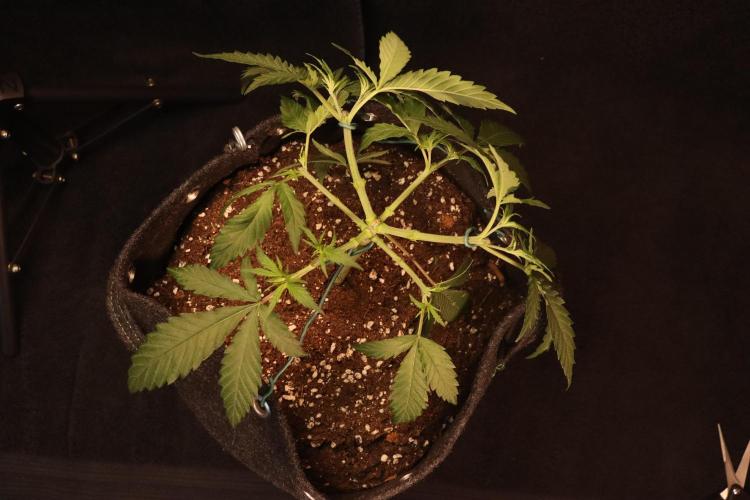 Dessert Grow #2 - Gorilla Cookies FF. Week 6 - D39