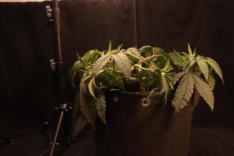 Dessert Grow#2 - Purple Lemonade FF. Week 7 - D48