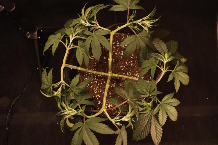 Dessert Grow#2 - Purple Lemonade FF. Week 7 - D48