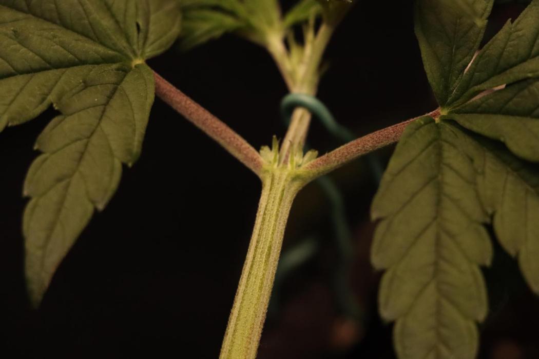 Dessert Grow#2 - Purple Lemonade FF. Week 8