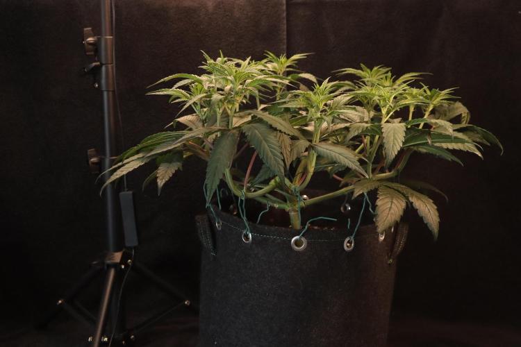 Dessert Grow#2 - Purple Lemonade FF. Week 9 - D57 F8