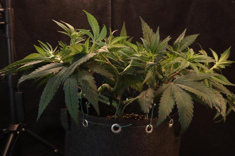 Dessert Grow#2 - Purple Lemonade FF. Week 9 - D57 F8