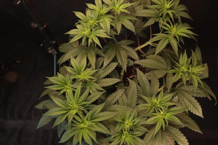 Dessert Grow#2 - Purple Lemonade FF. Week 9 - D57 F8