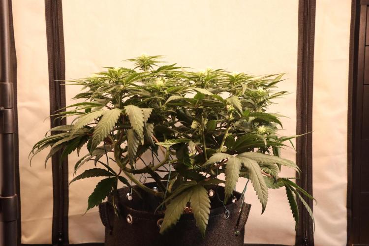 Dessert Grow#2 - Purple Lemonade FF. Week 10 - D67 F18