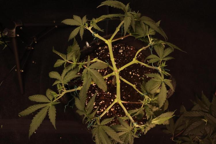 Dessert Grow #2 - Gorilla Cookies FF. Week 7 - D48