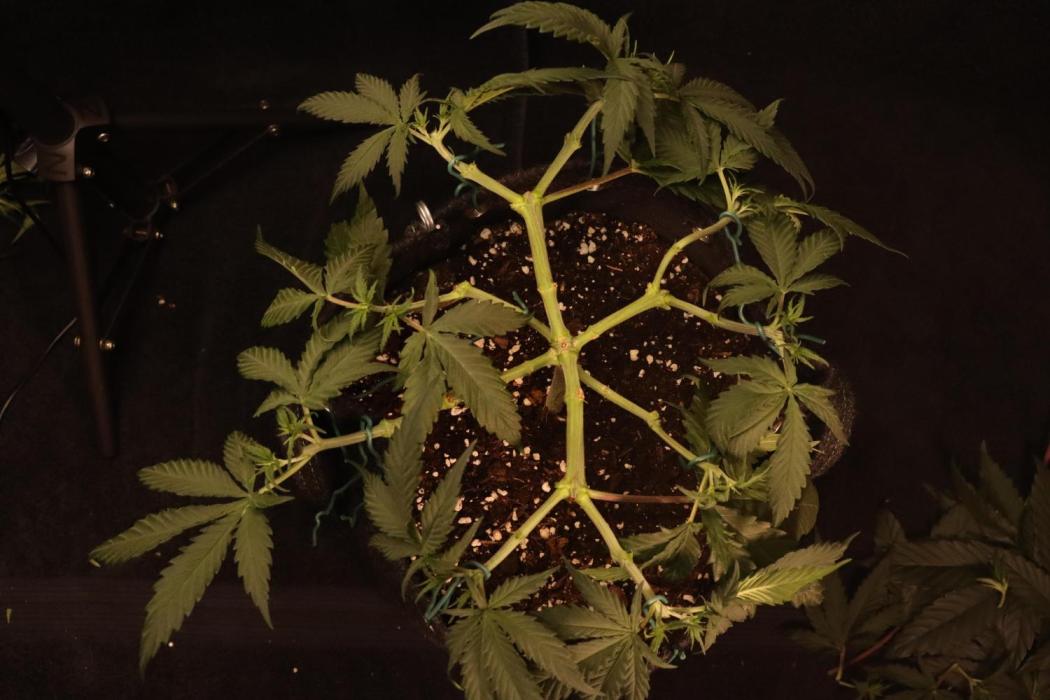 Dessert Grow #2 - Gorilla Cookies FF. Week 8