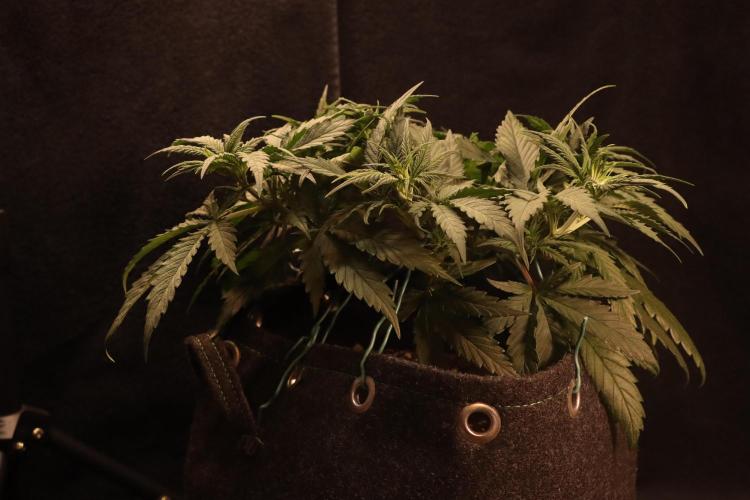 Dessert Grow #2 - Gorilla Cookies FF. Week 7 - D48