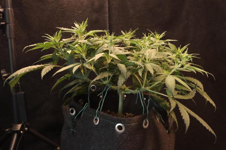 Dessert Grow #2 - Gorilla Cookies FF. Week 9 - D57 F8