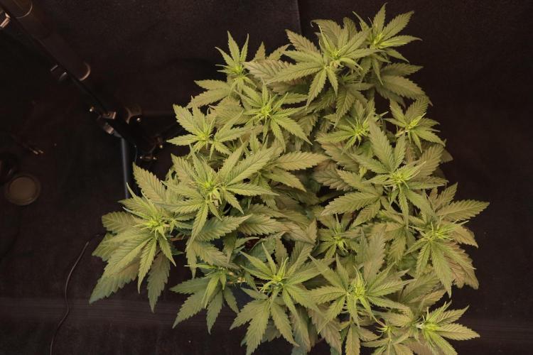 Dessert Grow #2 - Gorilla Cookies FF. Week 9 - D57 F8