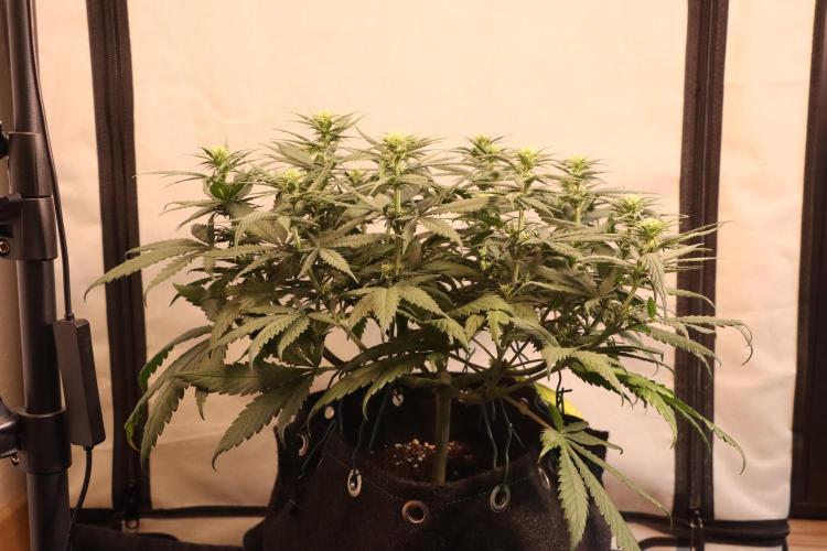 Dessert Grow #2 - Gorilla Cookies FF. Week 10 - D67 F18
