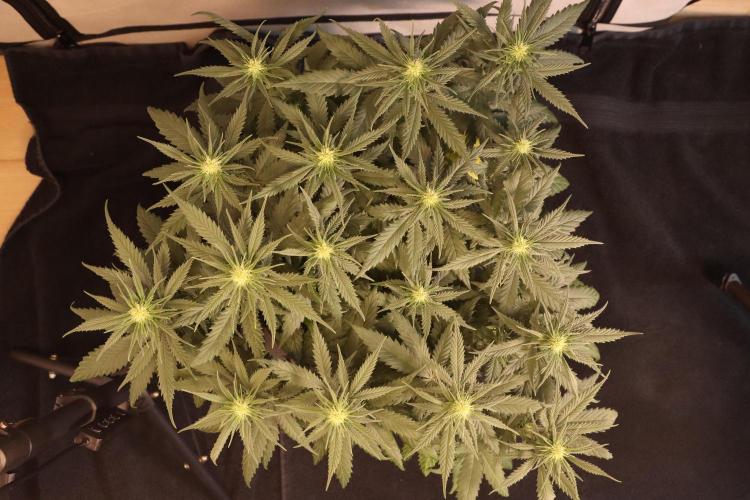 Dessert Grow #2 - Gorilla Cookies FF. Week 10 - D67 F18