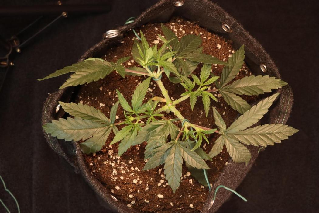 Dessert Grow#2 - Wedding Cheesecake FF. Week 7
