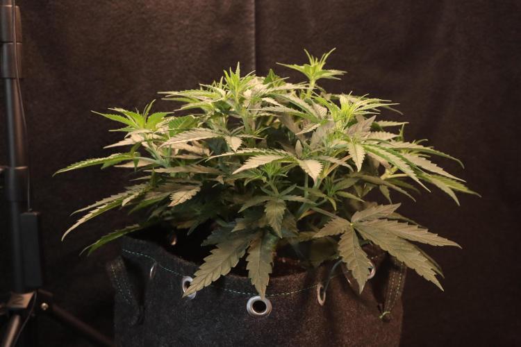 Dessert Grow#2 - Wedding Cheesecake FF. Week 9 - D57 F8