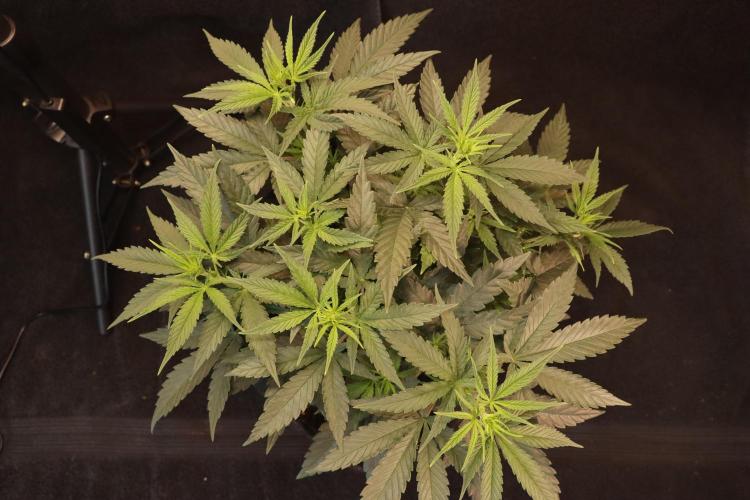 Dessert Grow#2 - Wedding Cheesecake FF. Week 9 - D57 F8