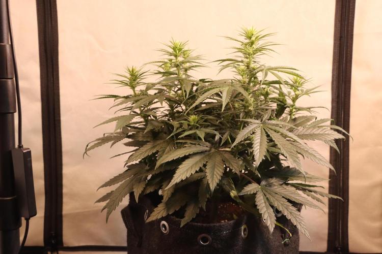 Dessert Grow#2 - Wedding Cheesecake FF. Week 10 - D67 F18