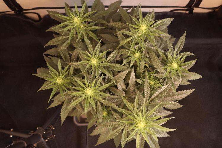 Dessert Grow#2 - Wedding Cheesecake FF. Week 10 - D67 F18