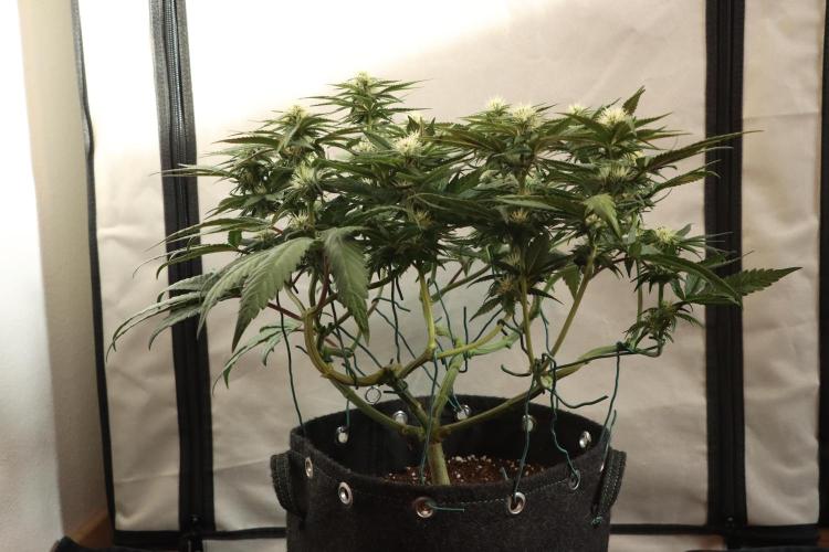 Dessert Grow#2 - Purple Lemonade FF. Week 11 - D71 F22